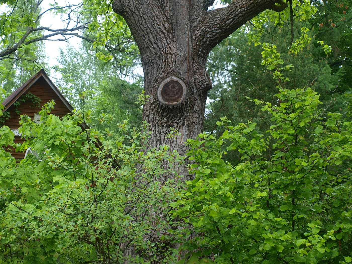 Звенигородская биостанция МГУ, image of landscape/habitat.