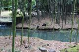 Сочинский Дендрарий, image of landscape/habitat.