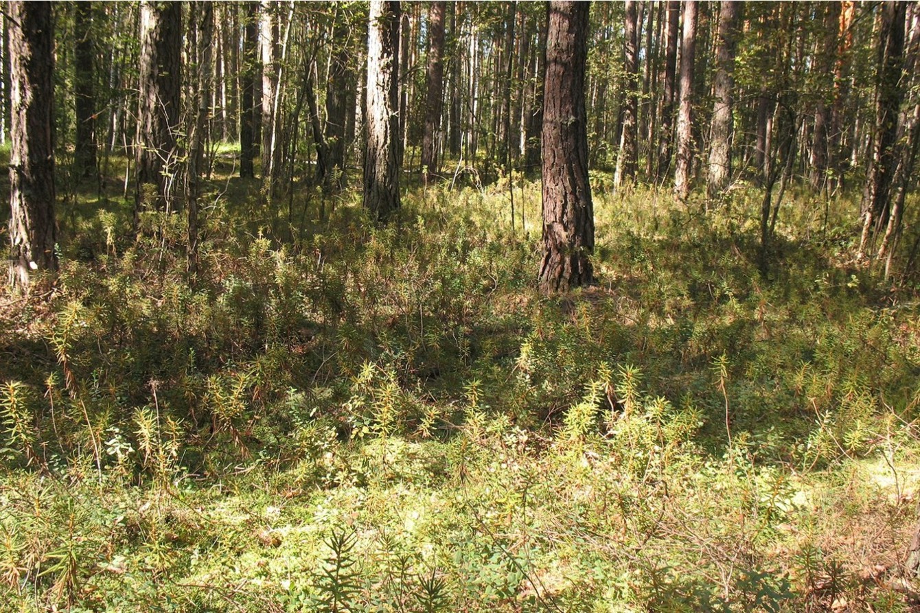 Приокско-Террасный заповедник, image of landscape/habitat.