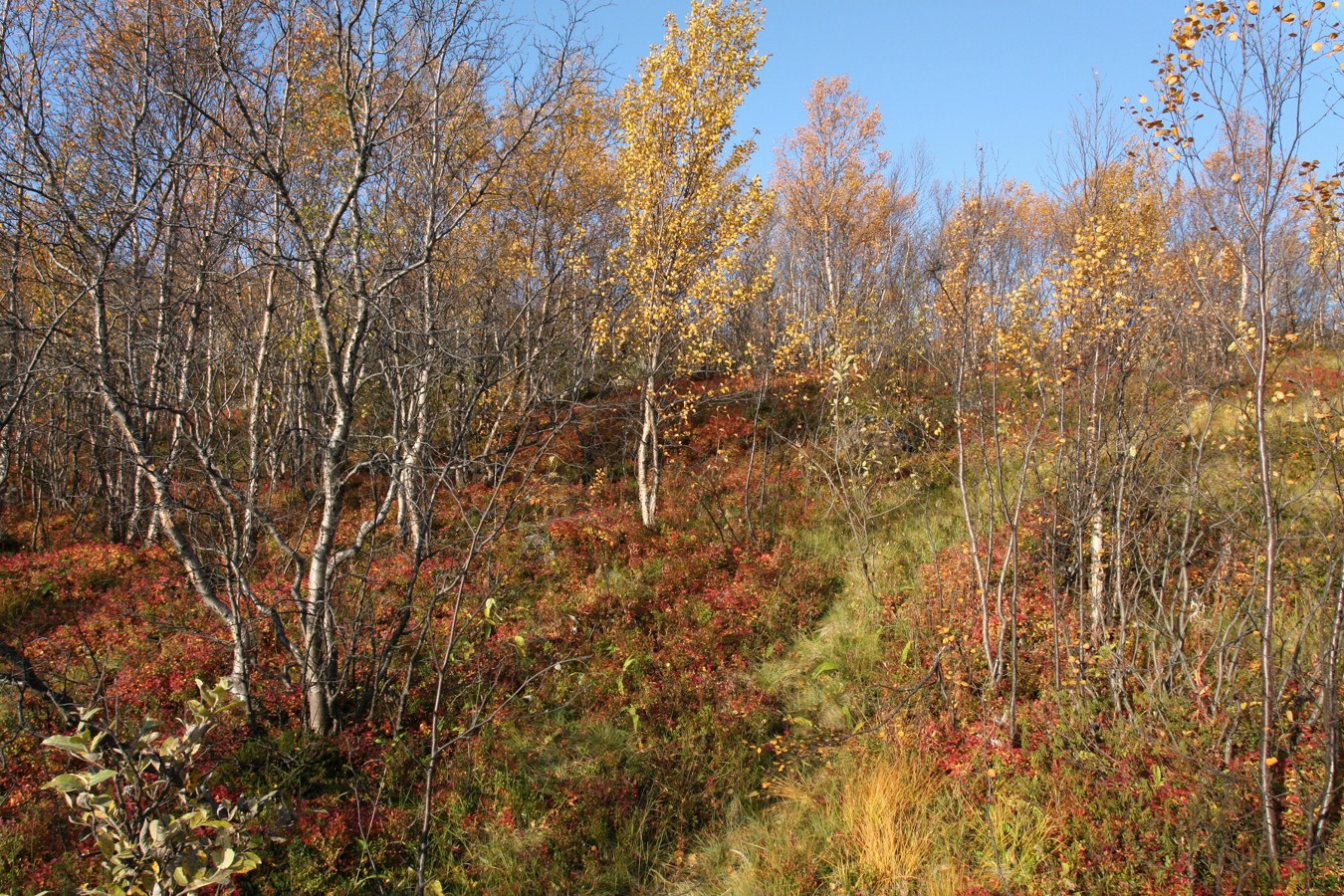 Горелая сопка, image of landscape/habitat.