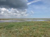 Заказник Присивашский, image of landscape/habitat.