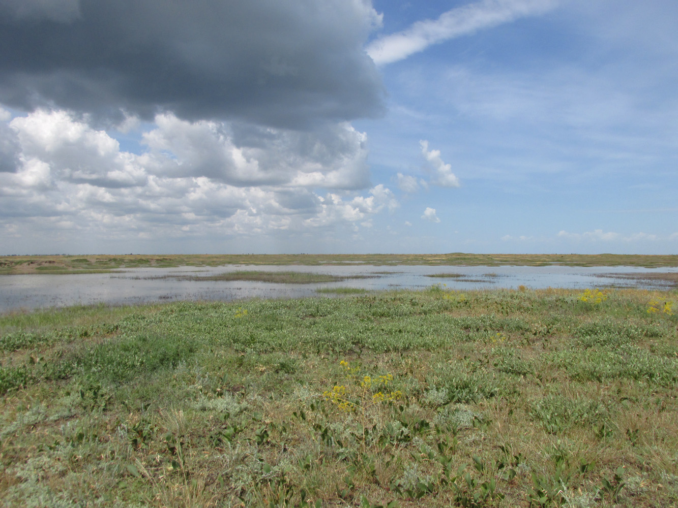 Заказник Присивашский, image of landscape/habitat.