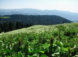 Image of landscape
