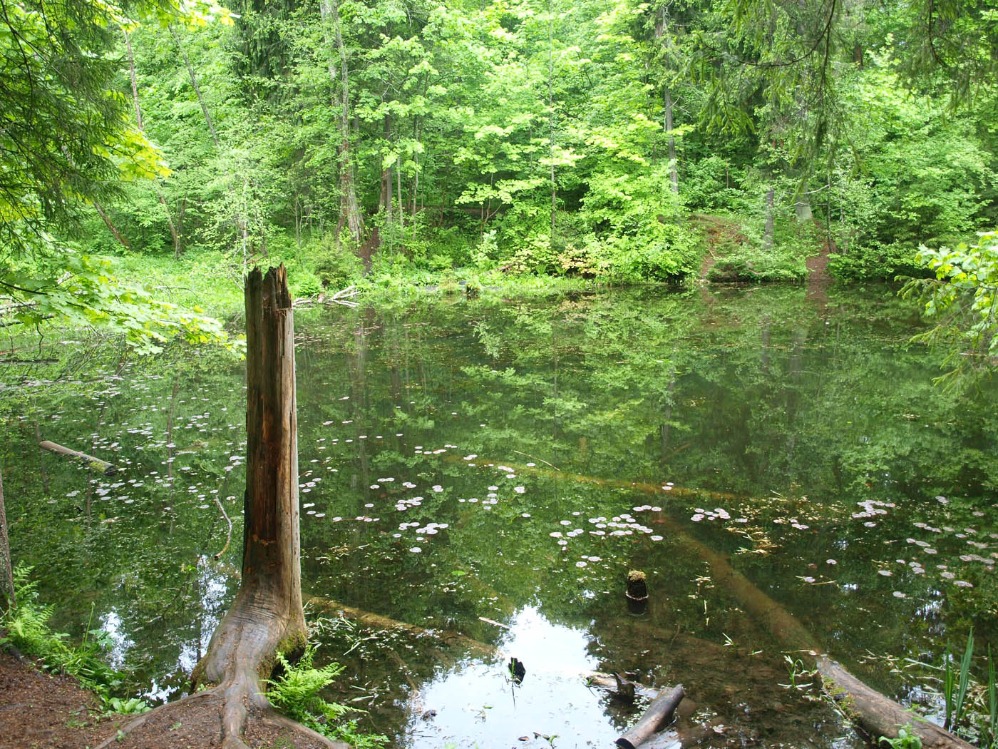 Звенигородская биостанция МГУ, image of landscape/habitat.