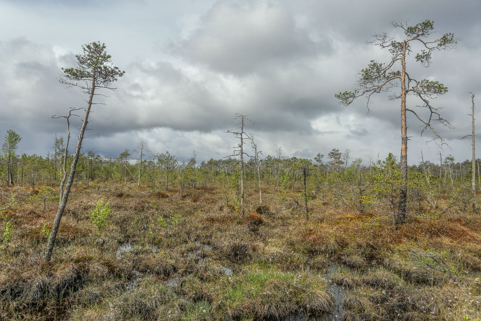 Окрестности Краснокамска, image of landscape/habitat.