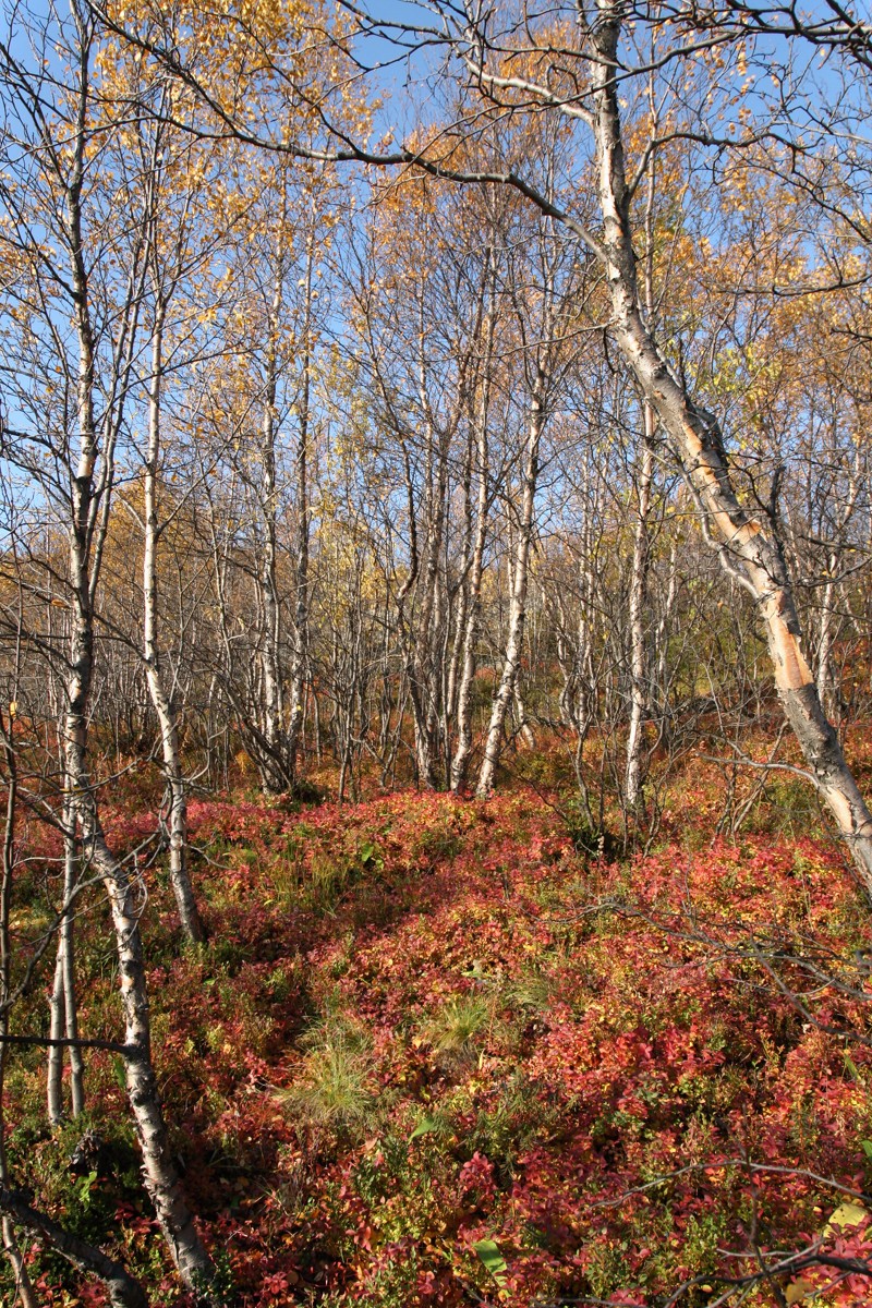 Горелая сопка, image of landscape/habitat.