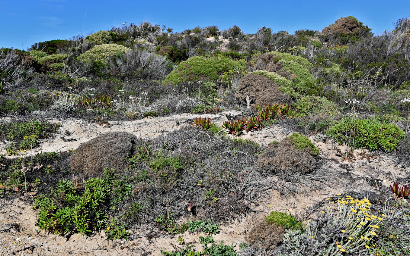 Окрестности города Карвальял, image of landscape/habitat.