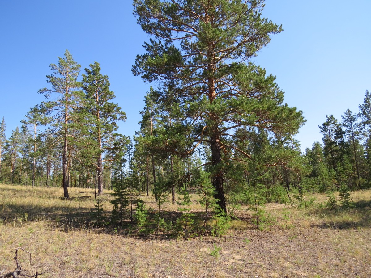 Коростелёвский бор, image of landscape/habitat.