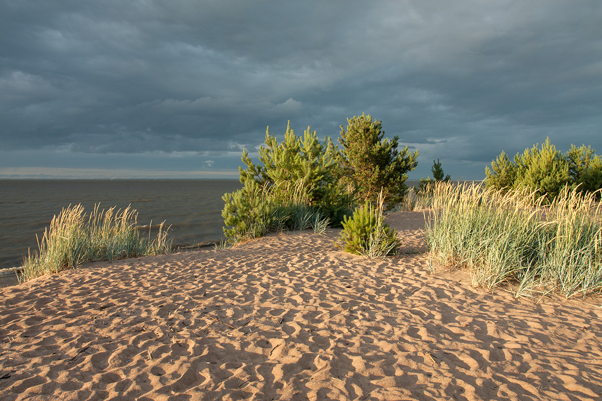 Большая Ижора, image of landscape/habitat.