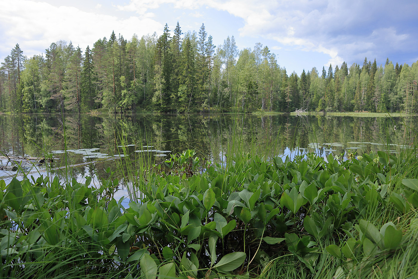 Окрестности Ихалы, image of landscape/habitat.