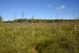 Большое Игнатовское болото, image of landscape/habitat.