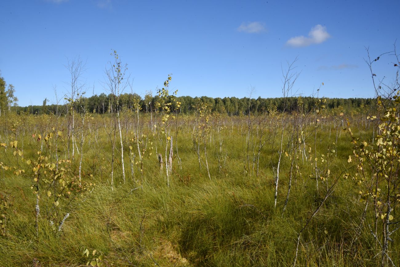 Большое Игнатовское болото, image of landscape/habitat.