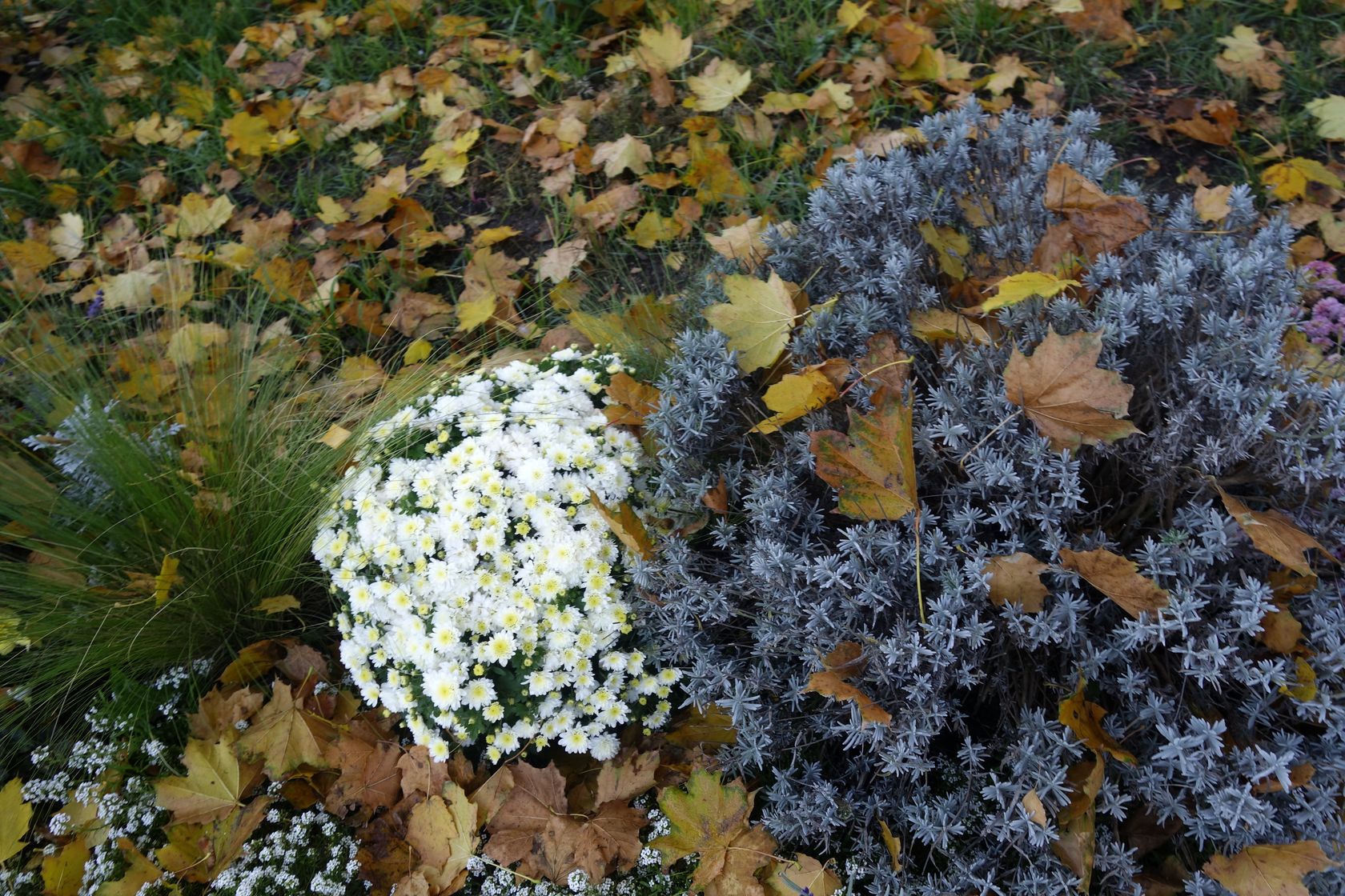 Коложа, image of landscape/habitat.
