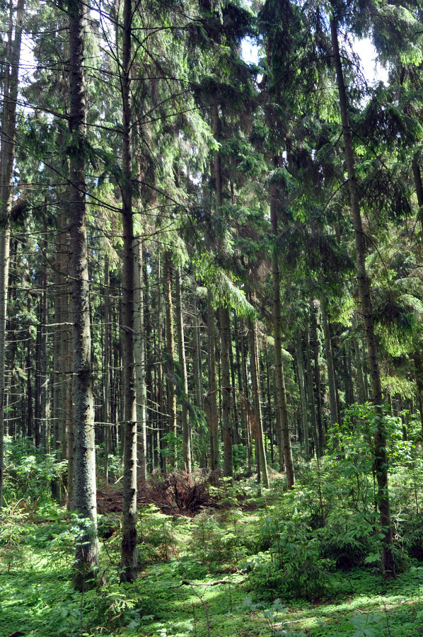 Остров Верхний, image of landscape/habitat.