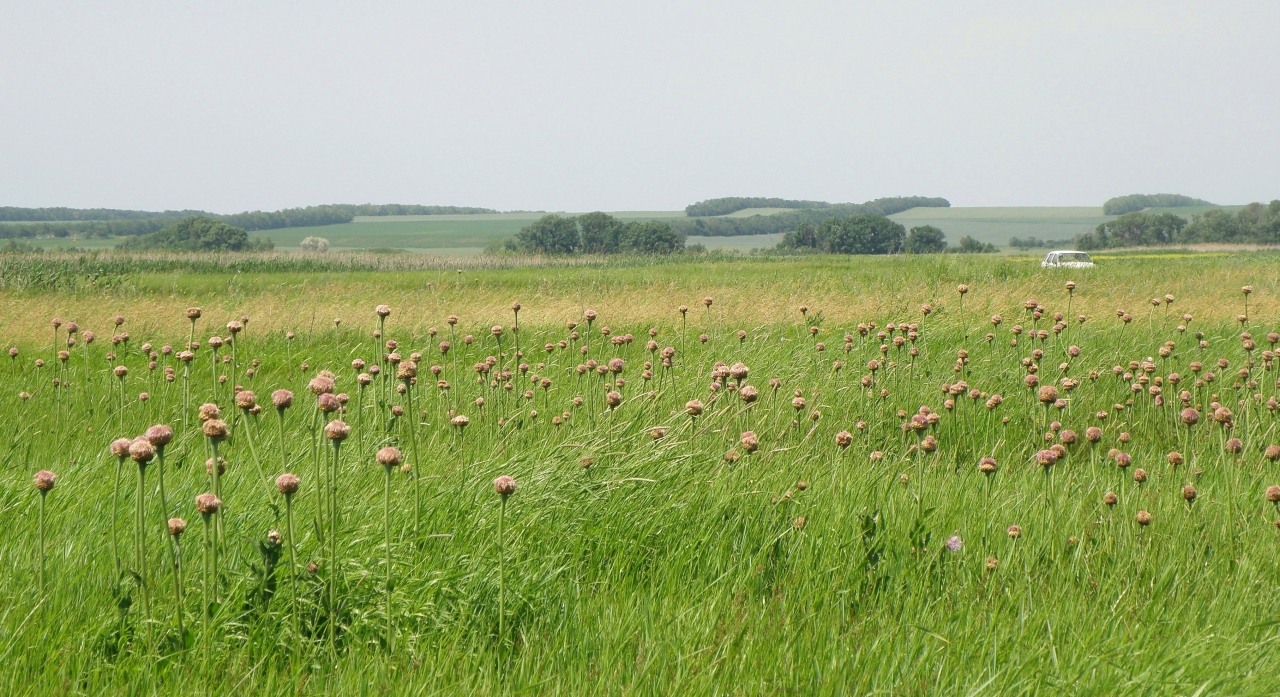 Пойма реки Ея, image of landscape/habitat.