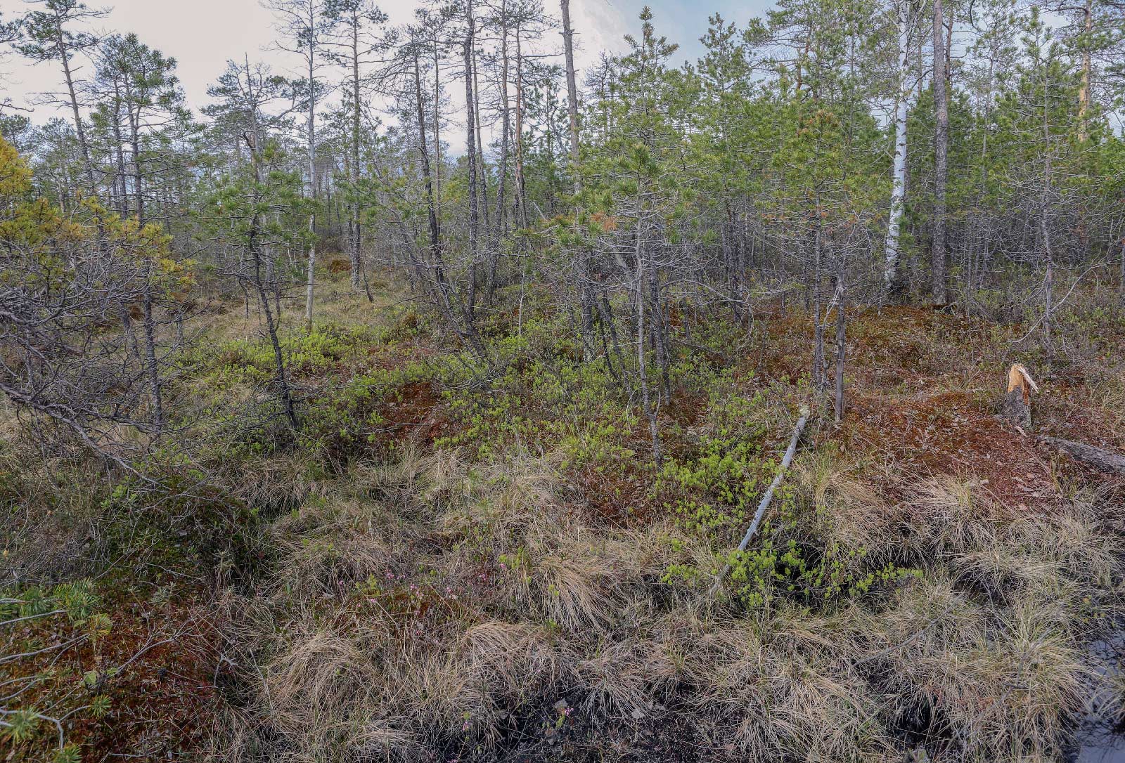 Окрестности Краснокамска, image of landscape/habitat.