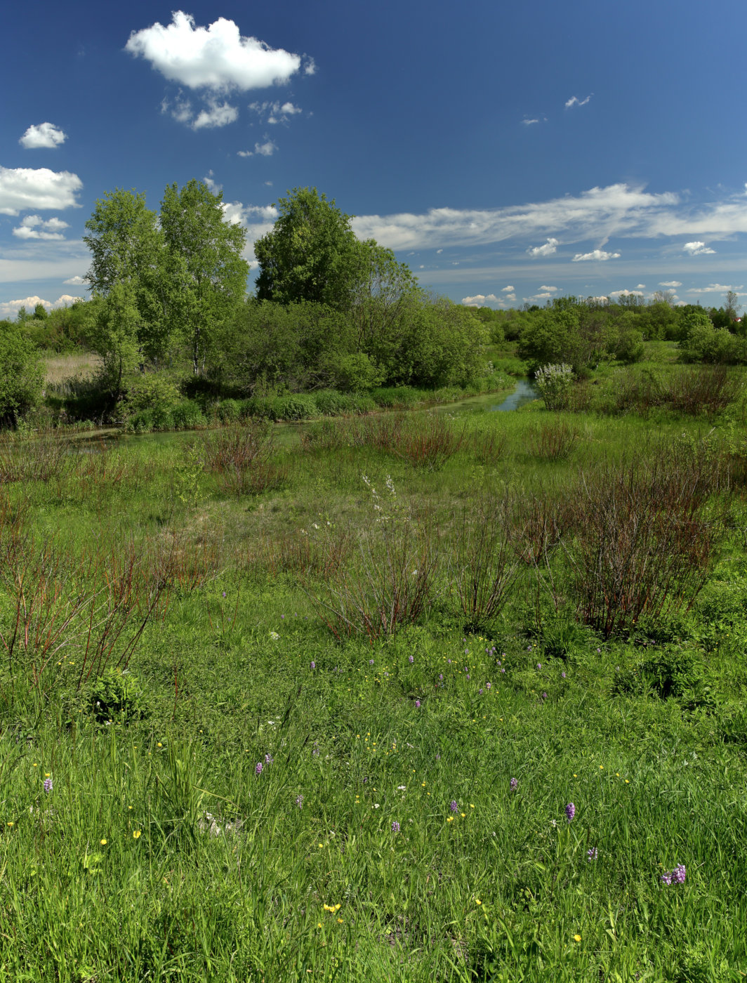 Окрестности Пудости, image of landscape/habitat.