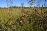 Большое Игнатовское болото, image of landscape/habitat.