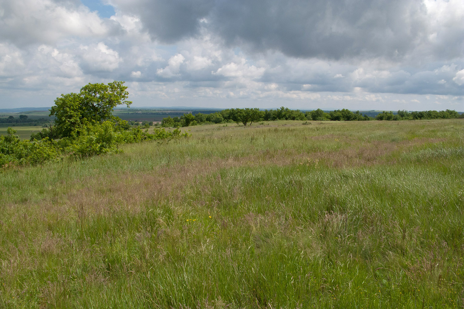 Дубовый Рынок, image of landscape/habitat.