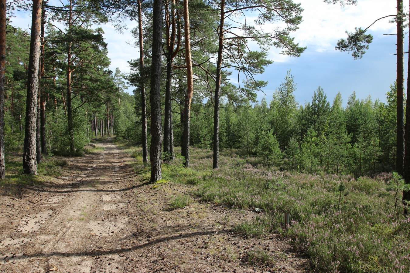 Окрестности деревни Выбье, image of landscape/habitat.