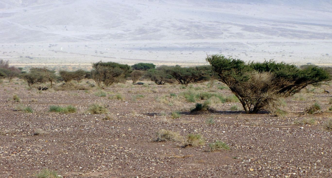 Эмек Арава, image of landscape/habitat.