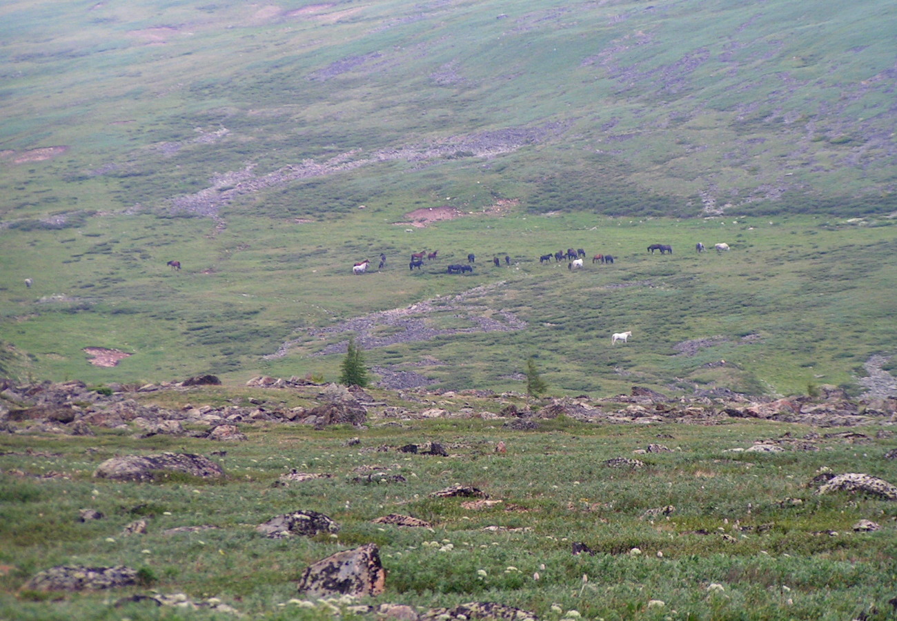 Туюкская долина, image of landscape/habitat.