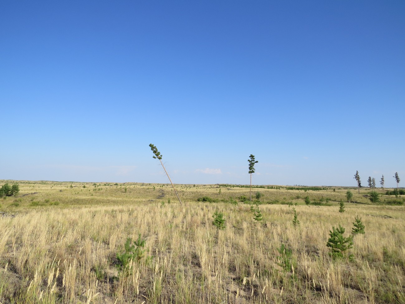 Коростелёвский бор, image of landscape/habitat.