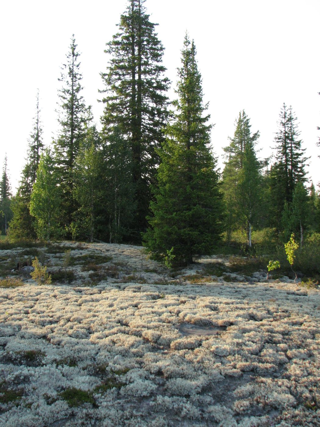 Мудьюгские озёра, image of landscape/habitat.