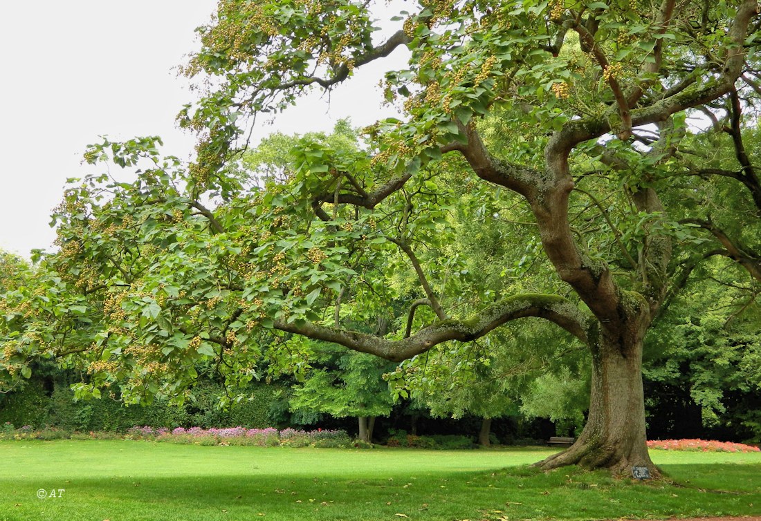 Лилль (Lille), image of landscape/habitat.