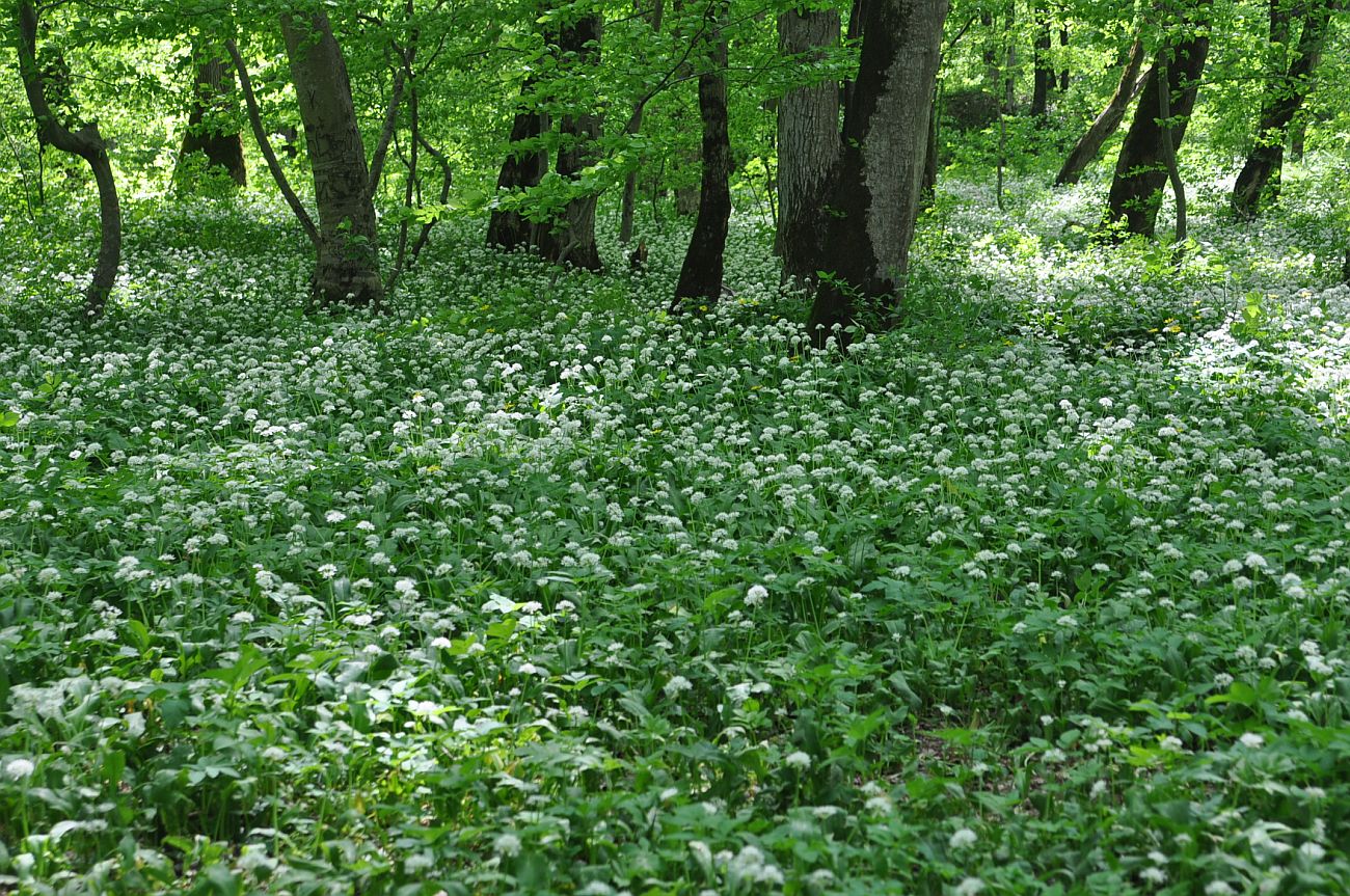 Долина Белой около Руфабго, image of landscape/habitat.