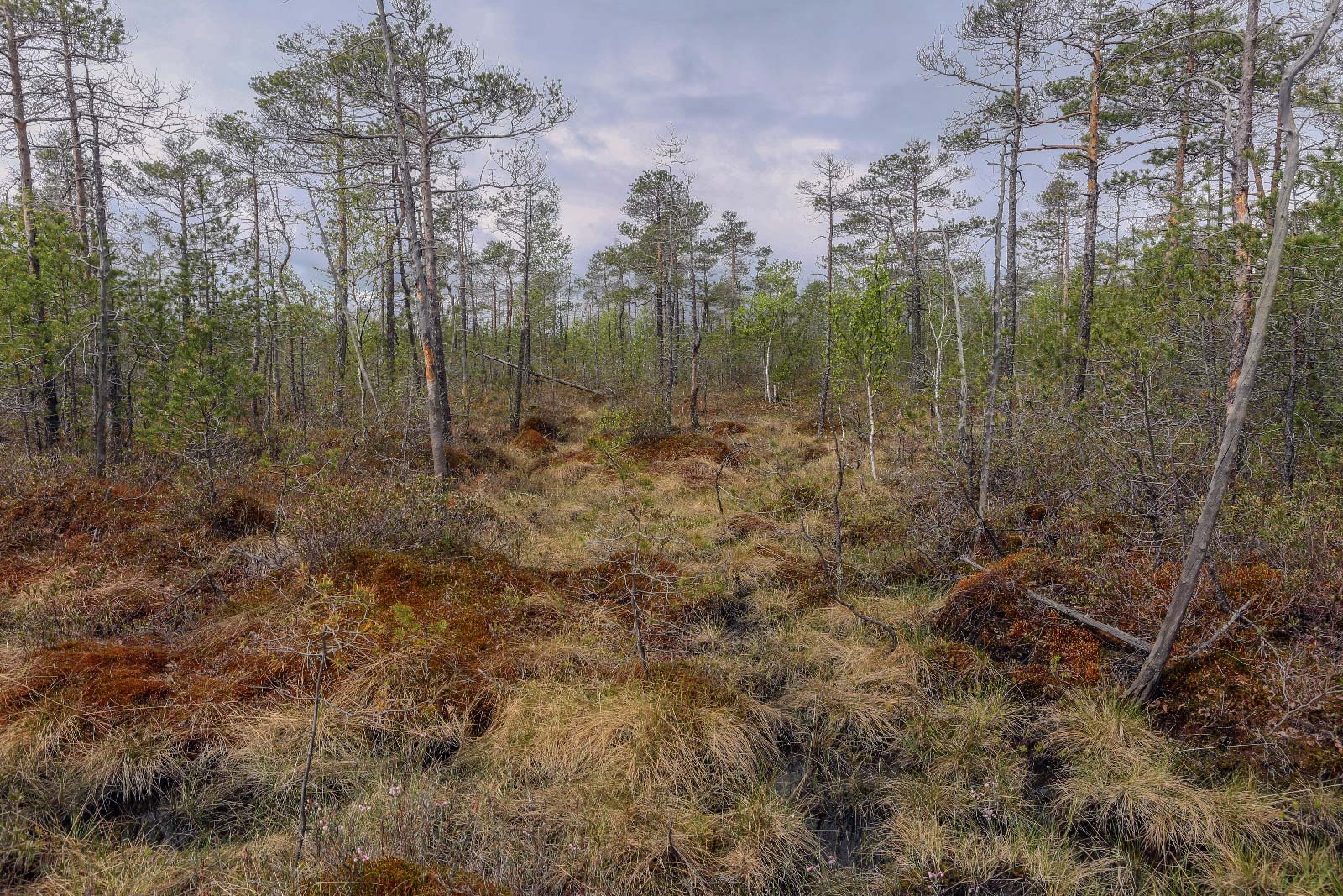 Окрестности Краснокамска, image of landscape/habitat.