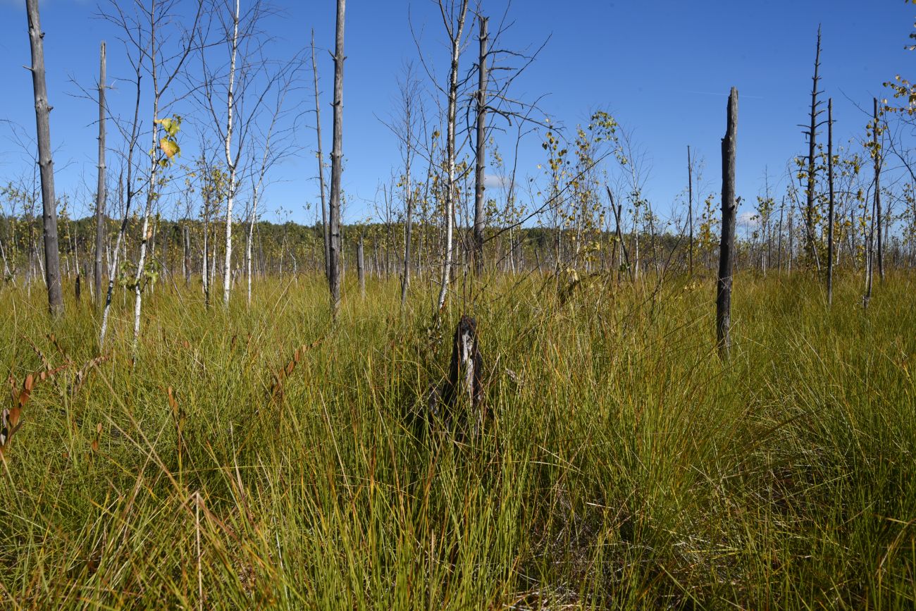 Большое Игнатовское болото, image of landscape/habitat.