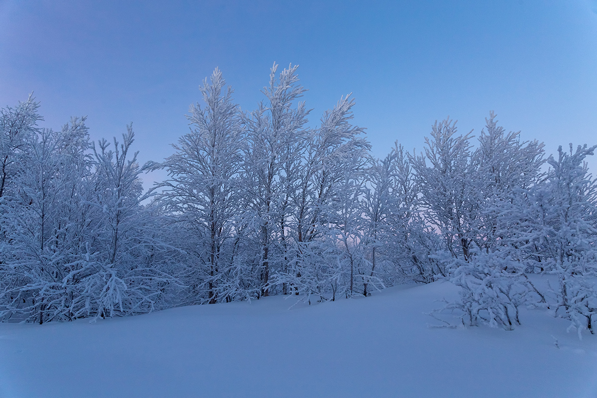 Горелая сопка, image of landscape/habitat.