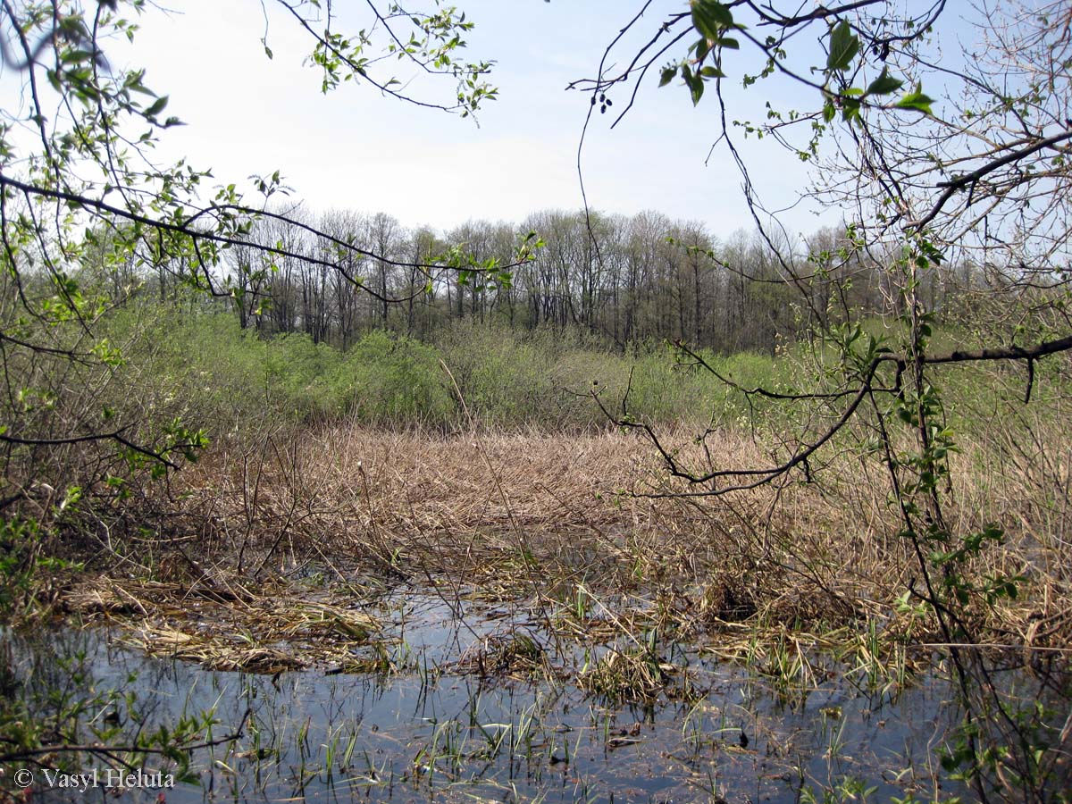 Лесники, низинная часть, image of landscape/habitat.