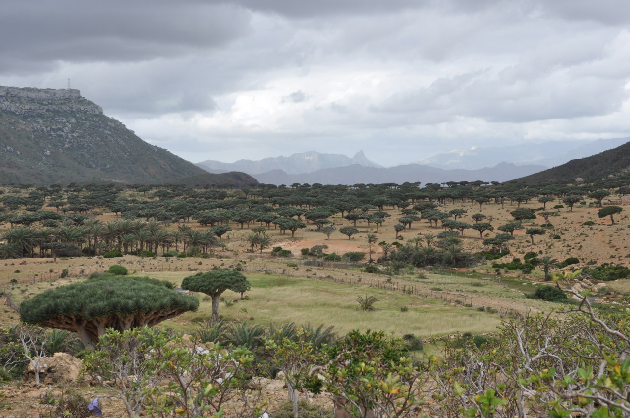 Плато Хомхи, image of landscape/habitat.