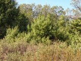 Гора Аю-Даг, image of landscape/habitat.