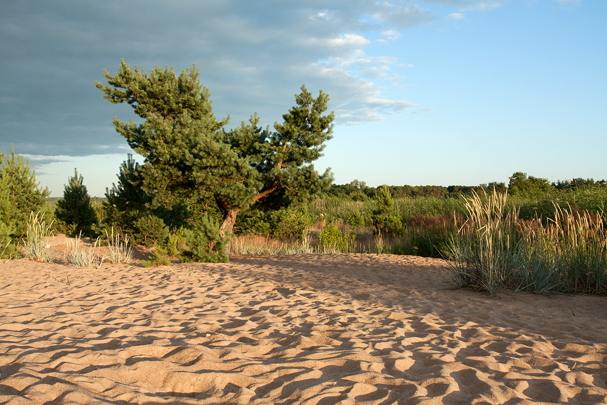 Большая Ижора, image of landscape/habitat.