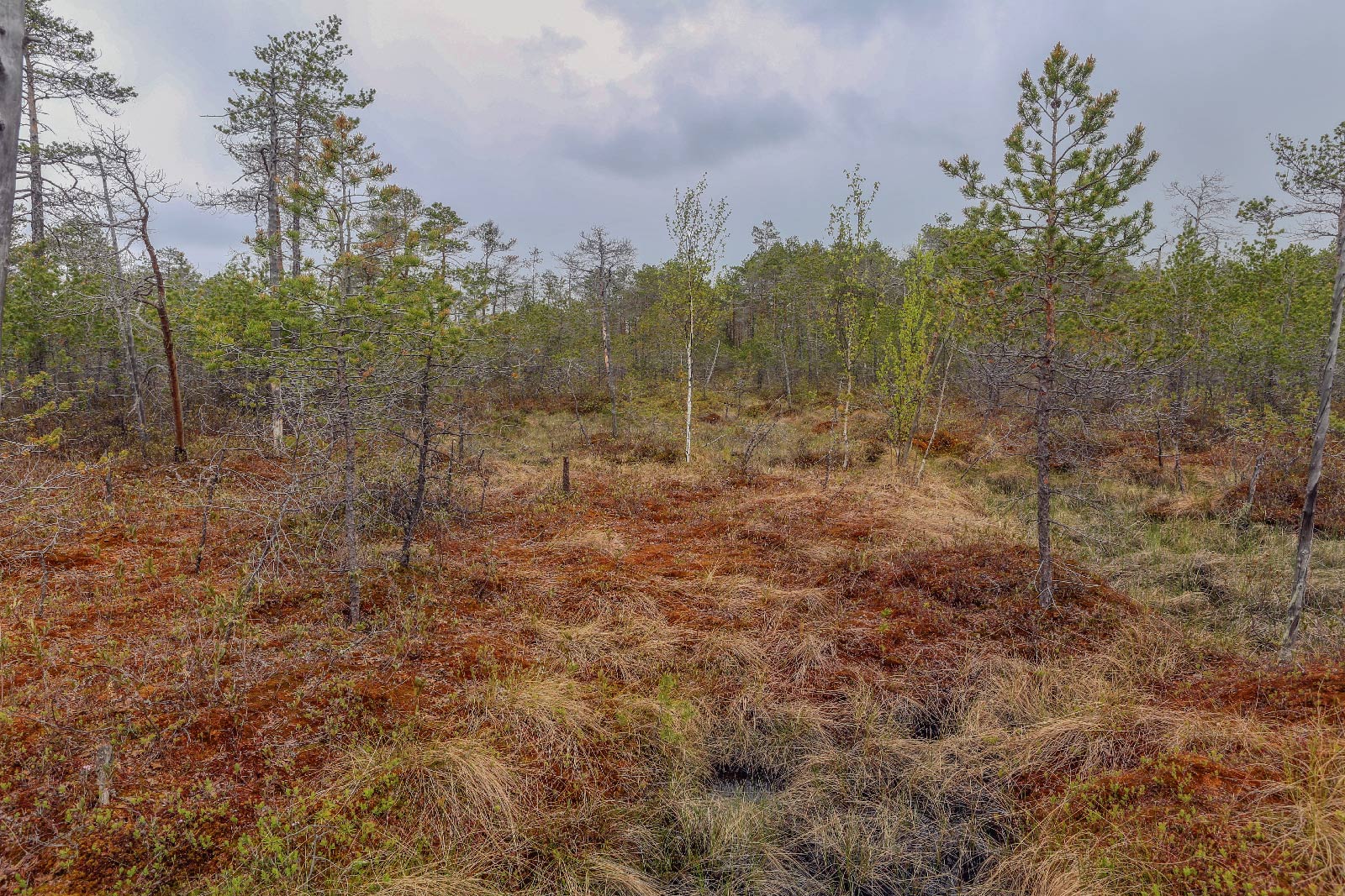 Окрестности Краснокамска, image of landscape/habitat.