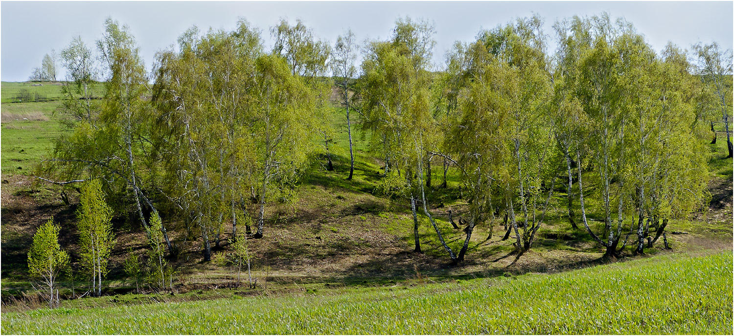 Красноярск и окрестности, image of landscape/habitat.