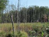 Image of landscape