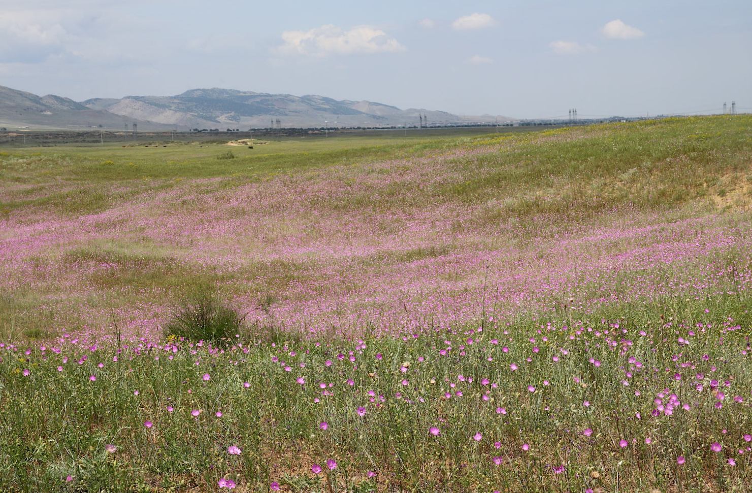 Бархан Сарыкум, image of landscape/habitat.