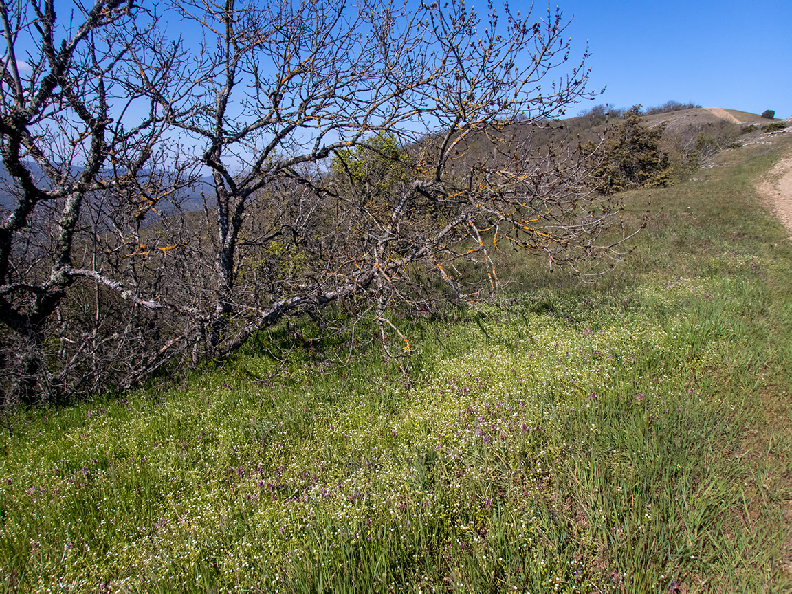 Перчем, изображение ландшафта.