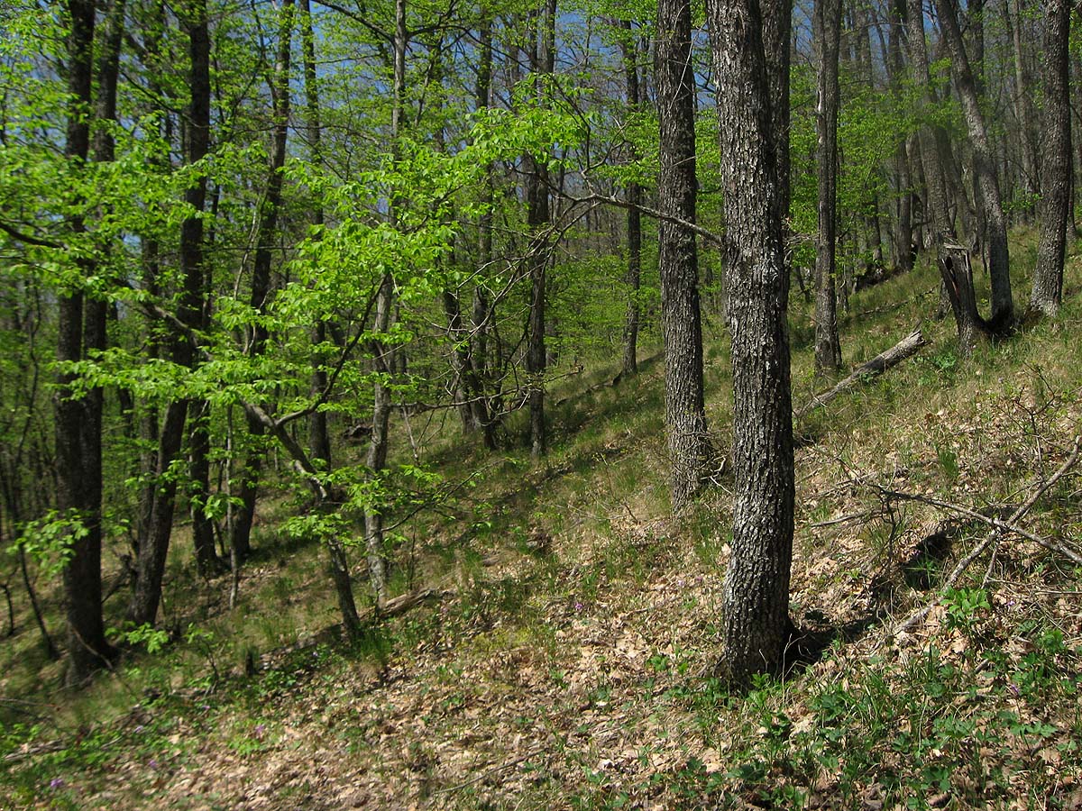 Северная Демерджи, image of landscape/habitat.