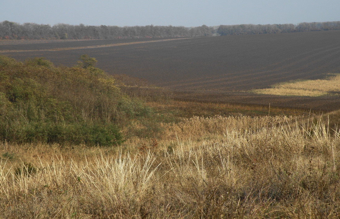 Балка Сухая, image of landscape/habitat.