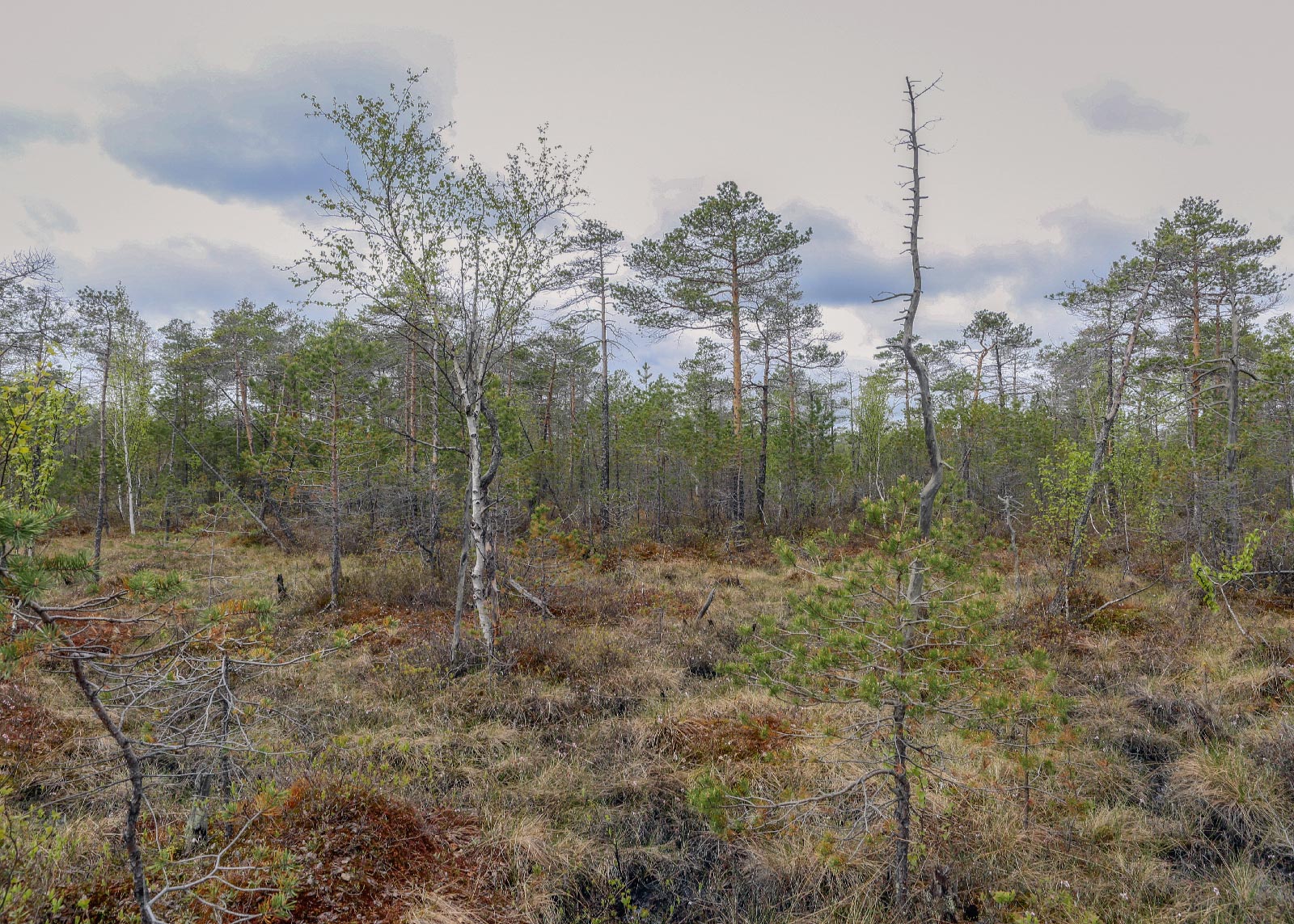 Окрестности Краснокамска, image of landscape/habitat.