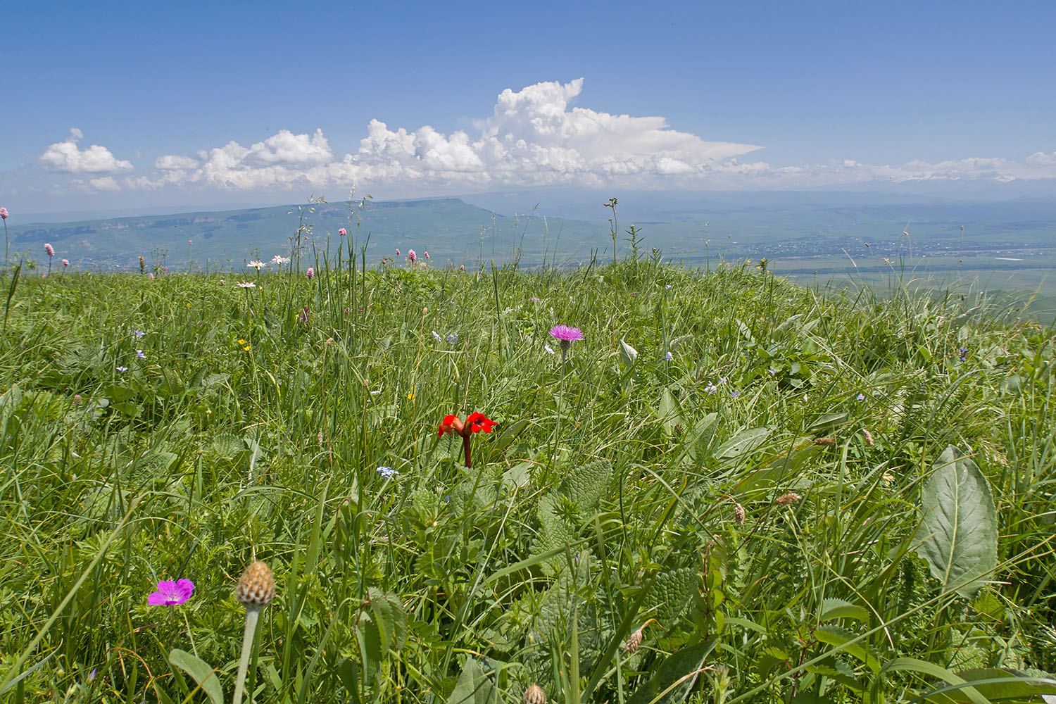 Джисса, image of landscape/habitat.