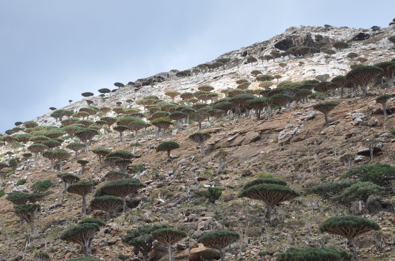 Плато Хомхи, image of landscape/habitat.