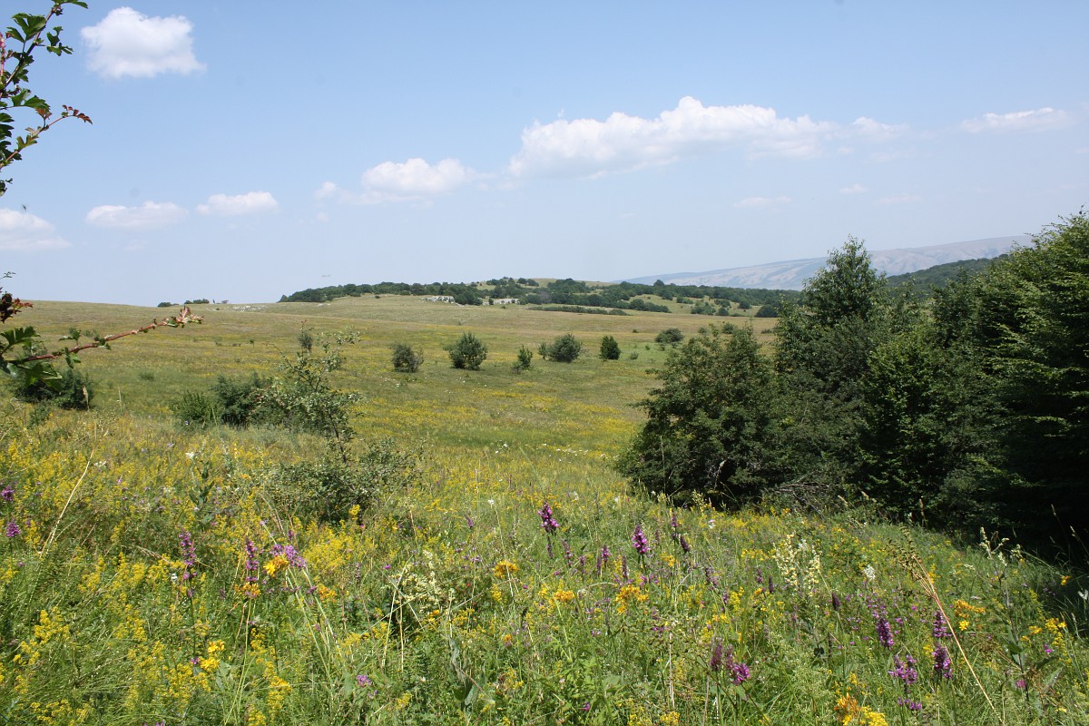 Нижнее плато Чатырдага, image of landscape/habitat.