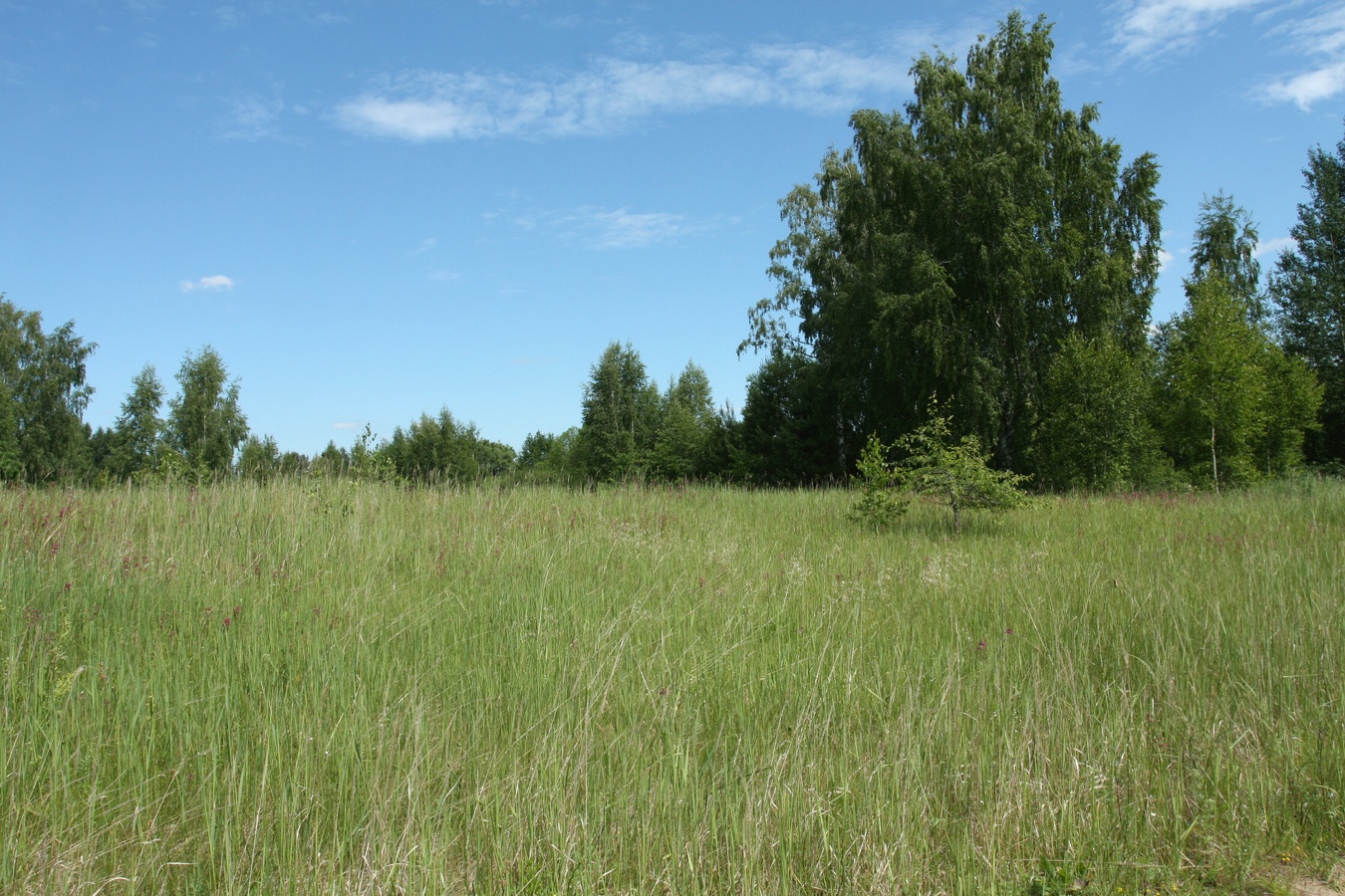 Дубище, image of landscape/habitat.