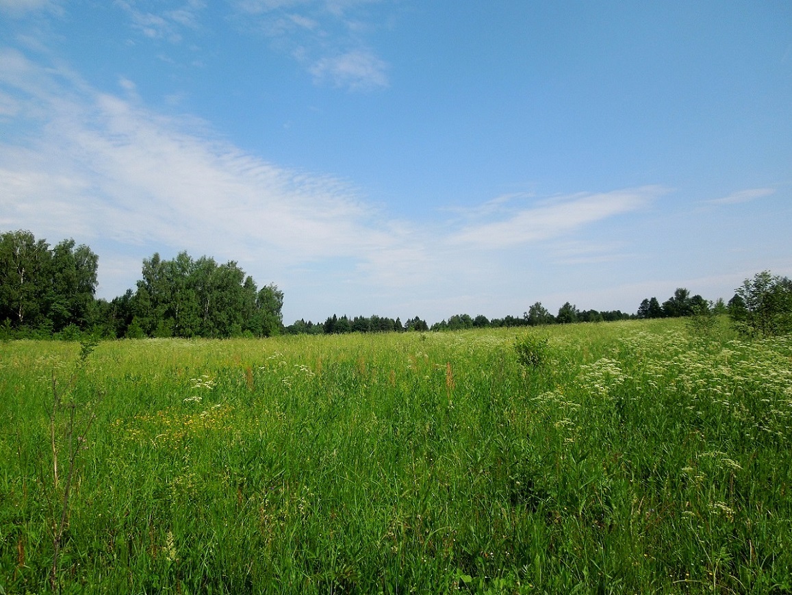 Абрамцево, image of landscape/habitat.